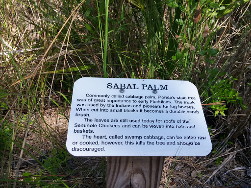 Sabal Palm