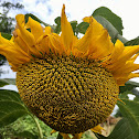 Sun Flower