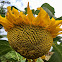 Sun Flower