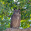 Verreaux's Eagle Owl