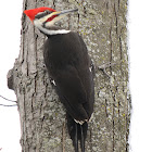 Pileated Woodpecker