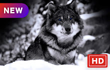 Wolf popular animal HD New Tab Page Theme small promo image