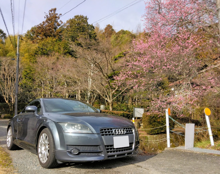 TT クーペの休日ドライブ・再寒波到来・春の気配・梅の木に関するカスタム事例の投稿画像3枚目