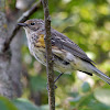 Myrtle Warbler