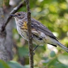 Myrtle Warbler