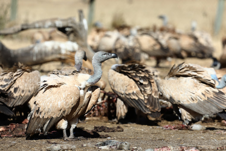 New home for endangered vultures in Eastern Cape