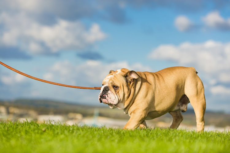 John Howarth has found his calling by walking dogs for people who are not able to do so themselves. Stock photo.