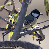 Great Tit; Carbonero Común