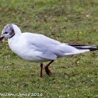 Black-headed Gull