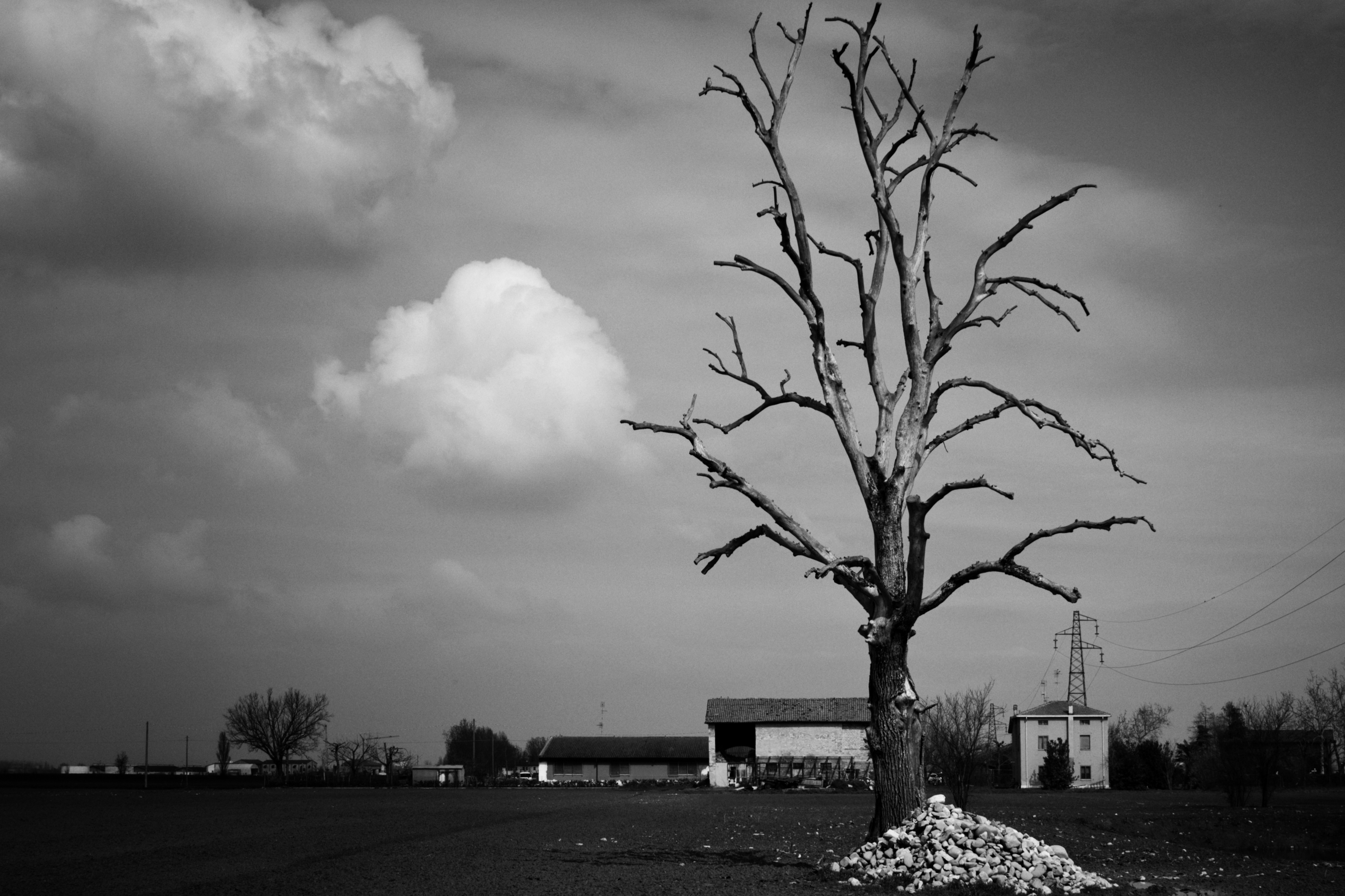 Old dead tree di nicolagobbinz