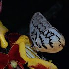 Wavy-Line Glory Butterfly