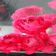 Download Rainy Pink Roses LWP For PC Windows and Mac 2