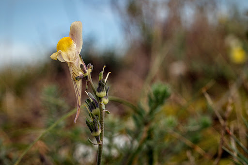 Linaria polygalifolia