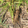 Tawny Mole cricket