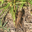 Tawny Mole cricket