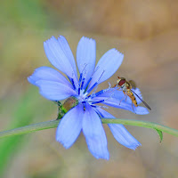 L'ape e il fiore di 