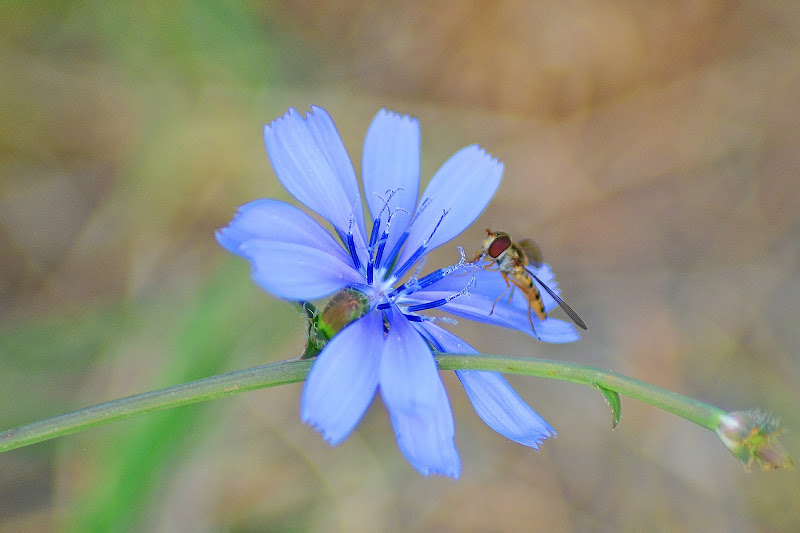 L'ape e il fiore di Pablophoto