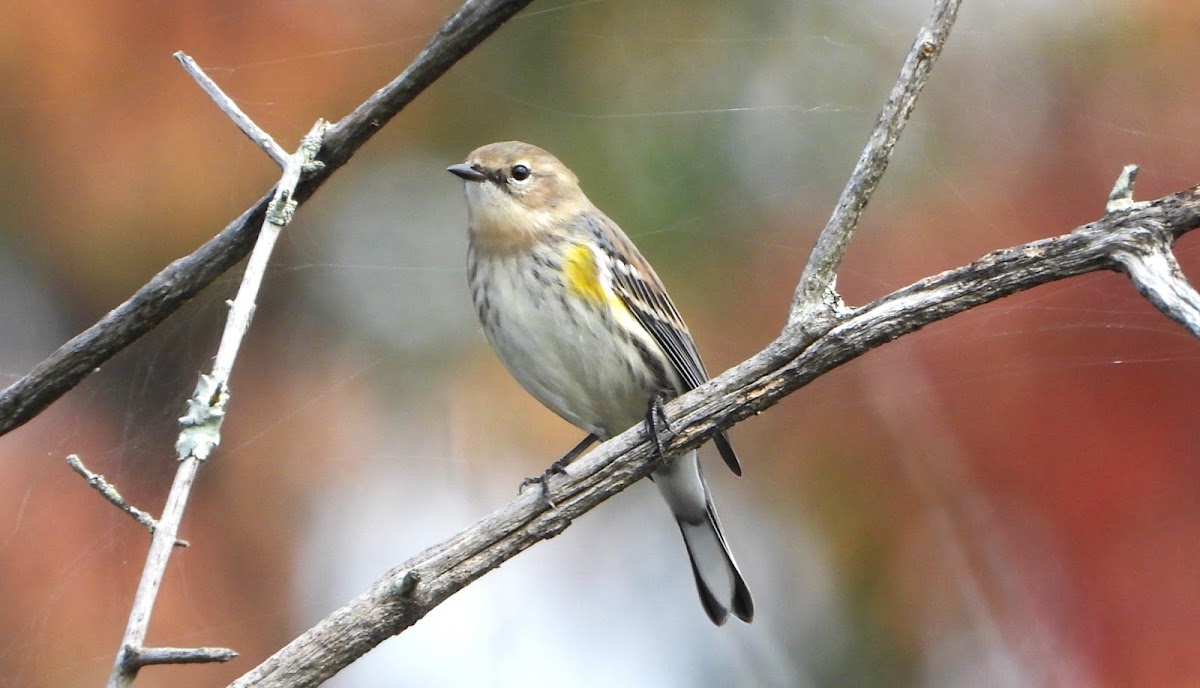 Myrtle warbler (female)