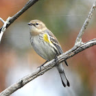 Myrtle warbler (female)