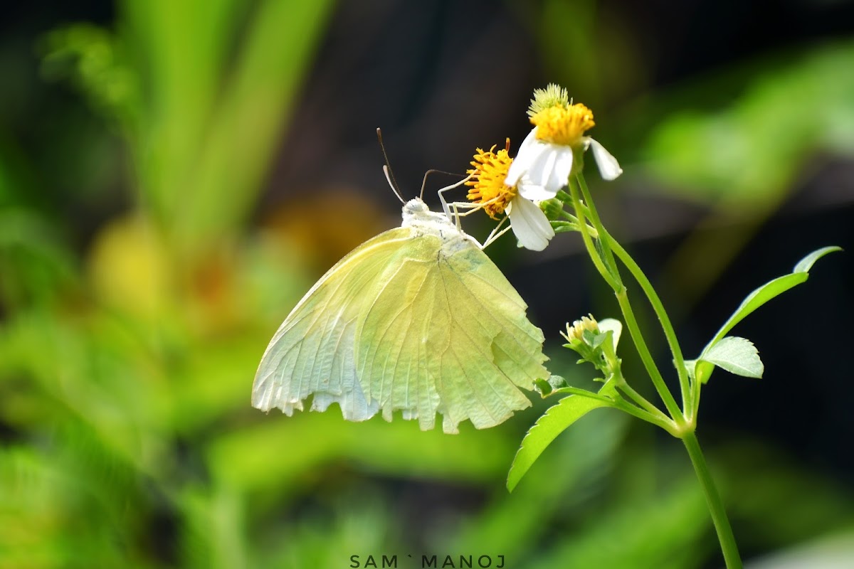 Common Emigrant ♂