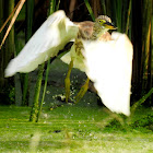 Indian pond heron