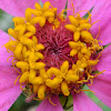 Zinnia flowered plants (ζίννια)