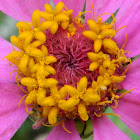 Zinnia flowered plants (ζίννια)