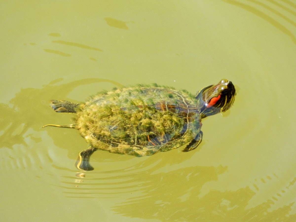 Red-eared slider