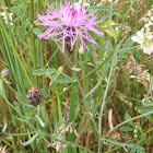 Spotted Knapweed