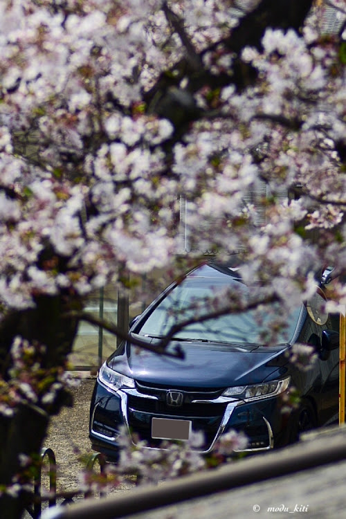 フィットのローガン・桜と愛車・姪っ子が嫁に・仲良しですが何か？・ご近所レーシングに関するカスタム事例の投稿画像3枚目