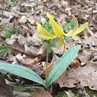 Dimpled trout lily