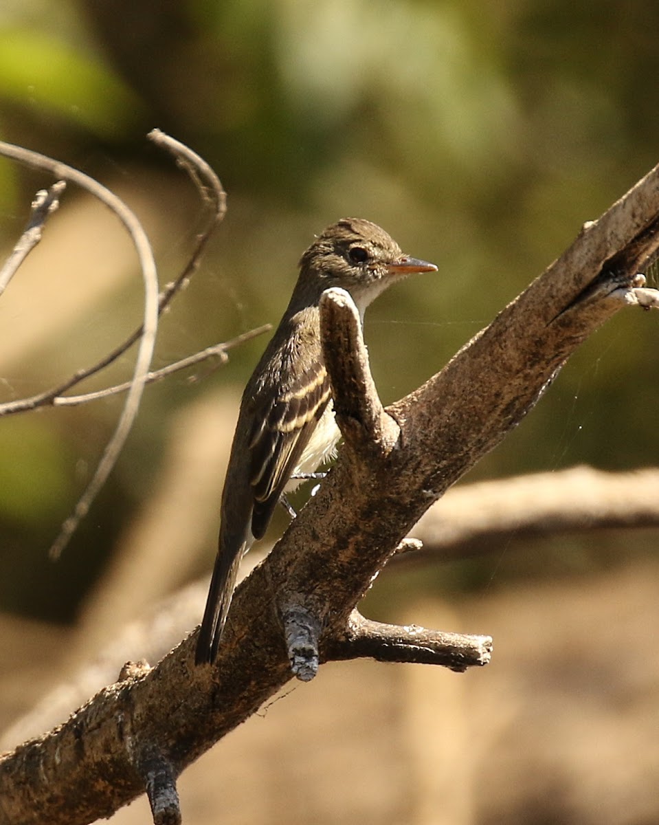 Willow Flycatcher