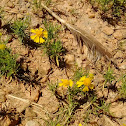 Buttercup flower