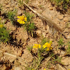 Buttercup flower