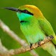 Download Green Birds Wallpapers HD For PC Windows and Mac 2.0