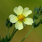 Sulphur Cinquefoil