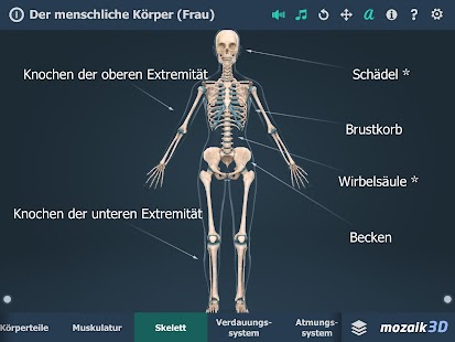 Der menschliche Körper (Frau) Bildungs-3D VR Screenshot