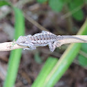 Texas Spiny Lizard