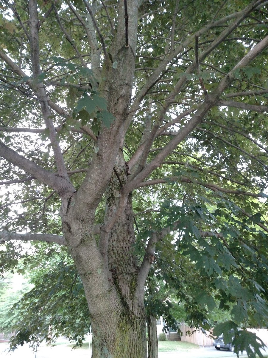 "Crimson King" Norway Maple