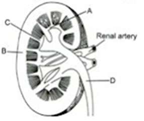 Human Excretory System