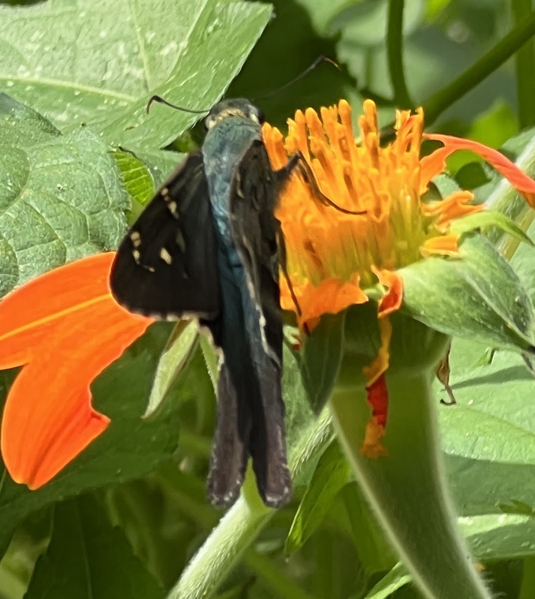 Long-tailed Skipper