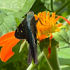 Long-tailed Skipper