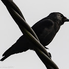 Jackdaw