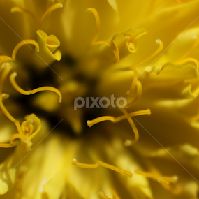 strings by Arjun Madhav - Abstract Macro