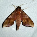 Azalea Sphinx Moth