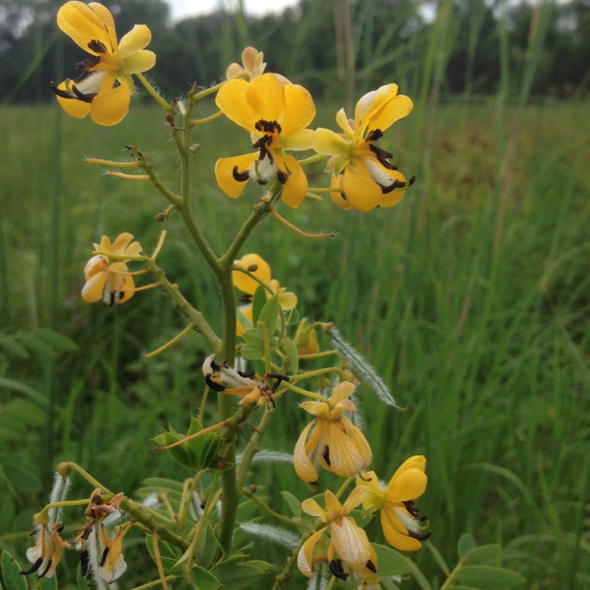 Wild senna