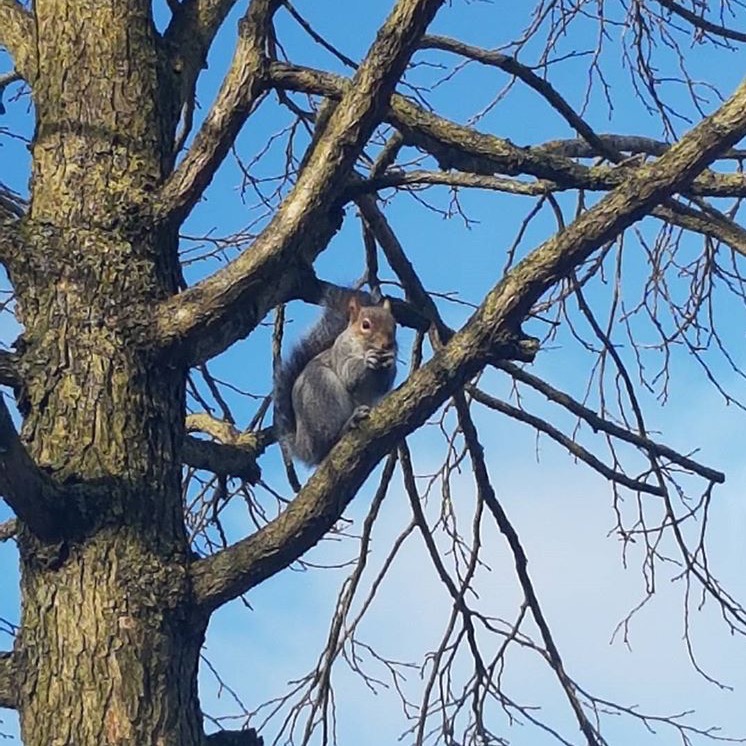 Eastern gray squirrel