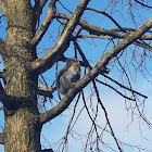 Eastern gray squirrel