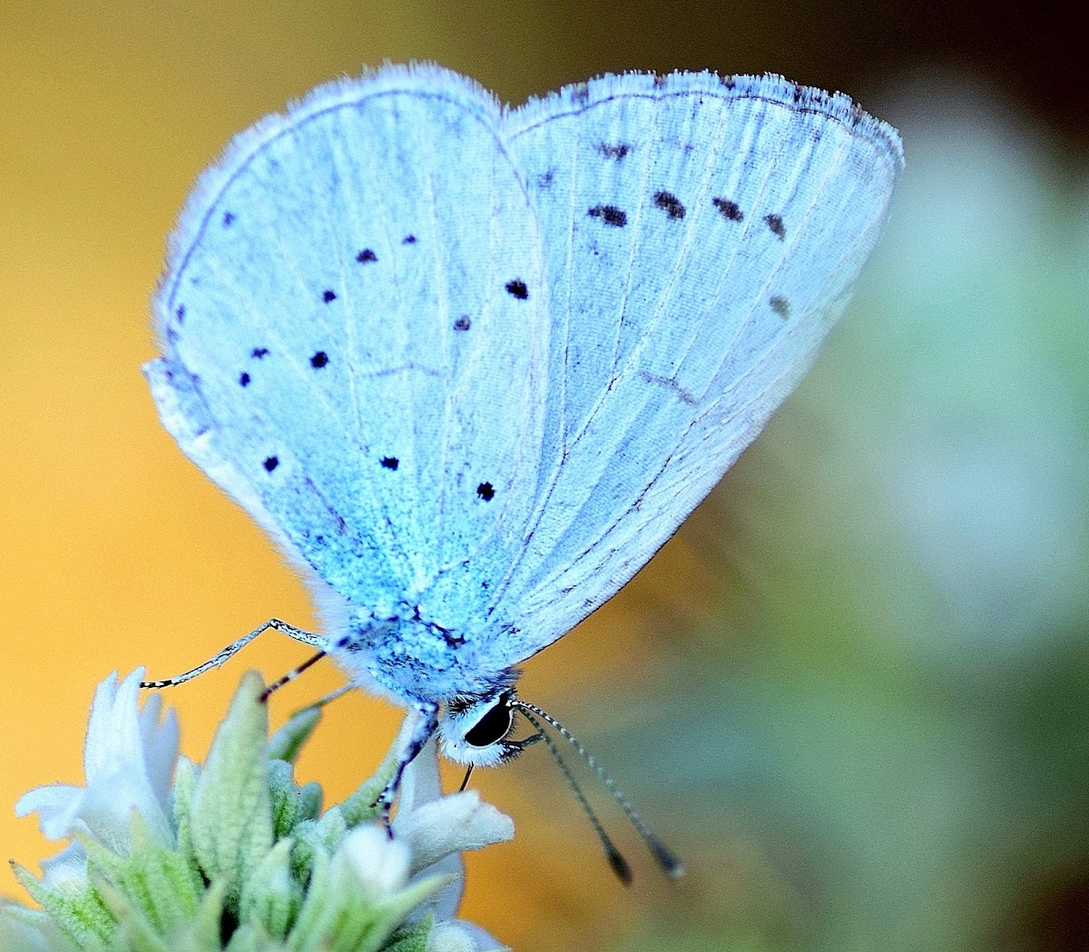 Holly Blue