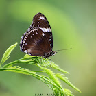 Great Eggfly